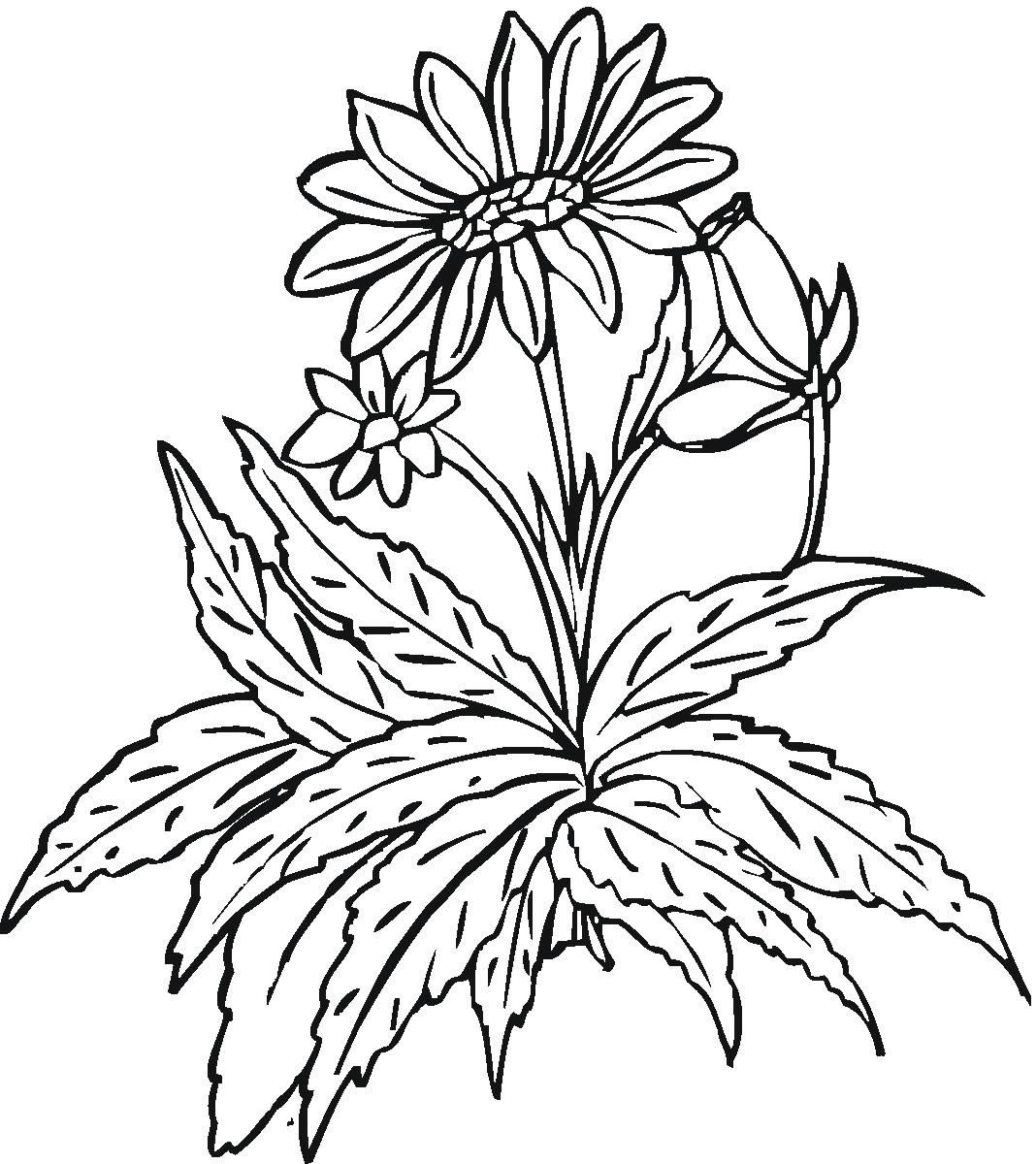 Desenhos de Flores Girassol