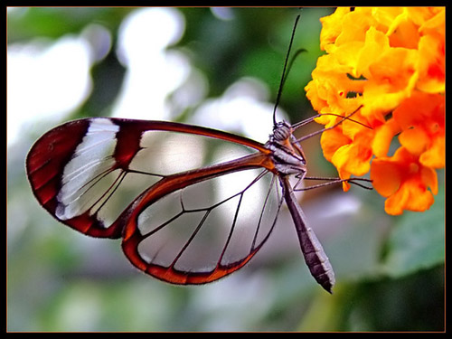 Resultado de imagem para borboletas e flores