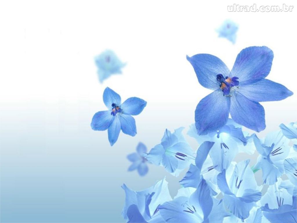 Flores lindas para Papel de parede azul 