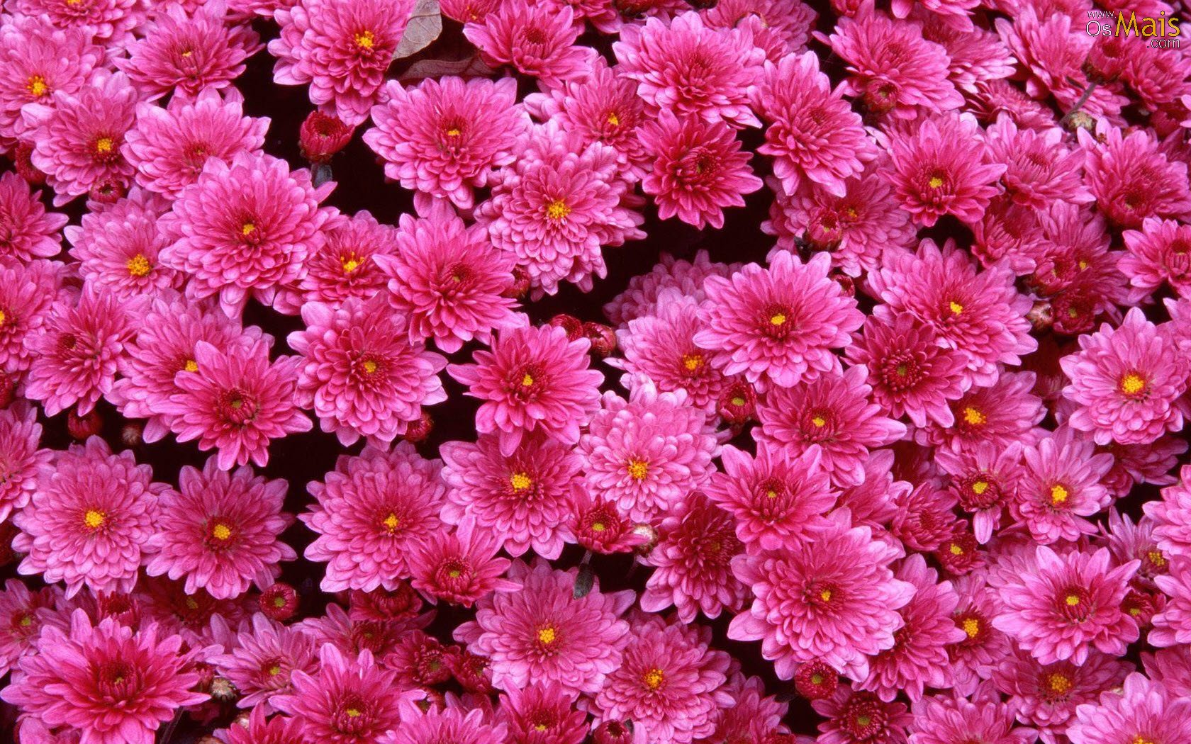 Flores lindas para Papel de parede flores rosas e vermelhas 
