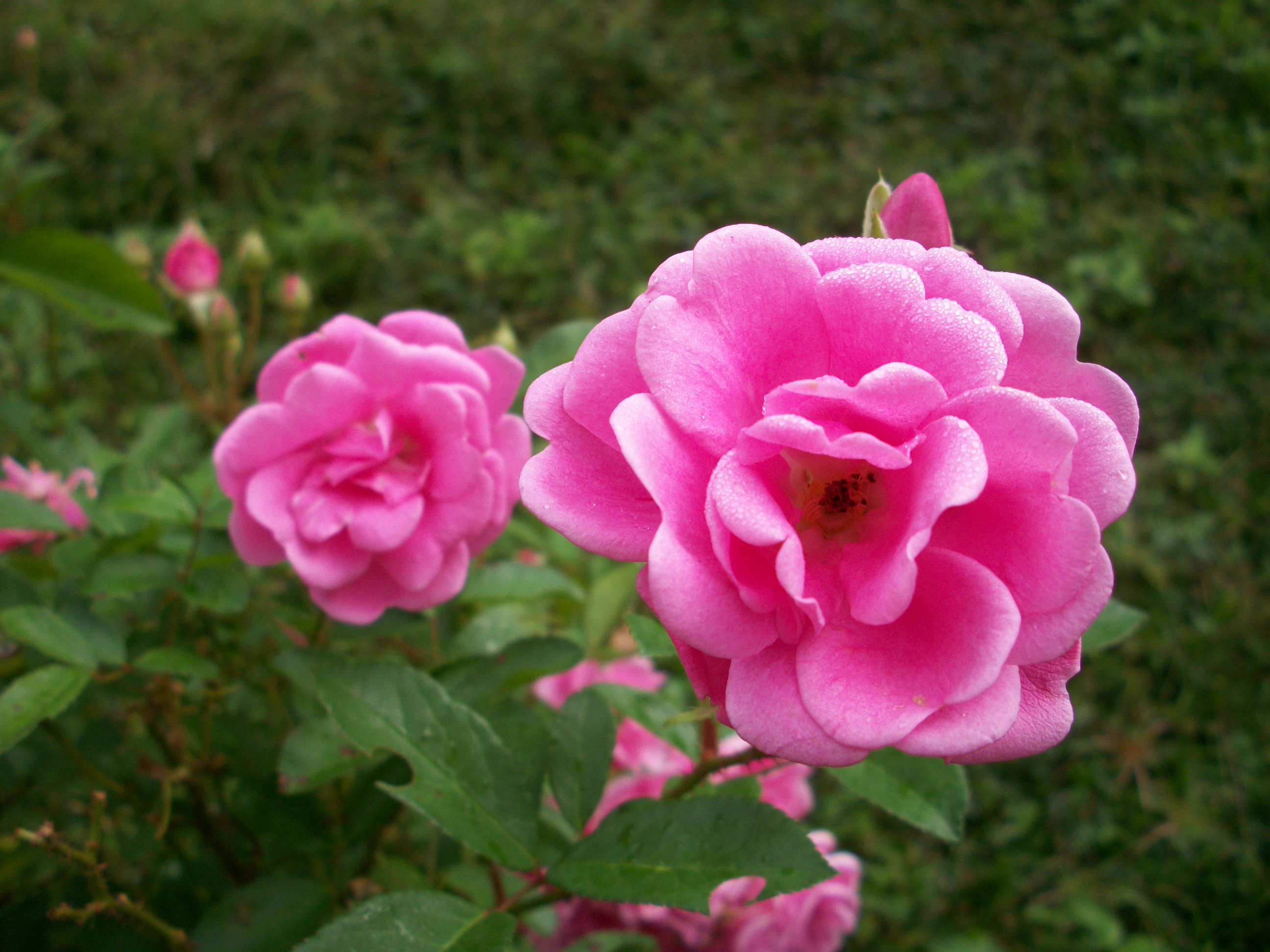 Flores lindas para Papel de parede linda flor rosa 