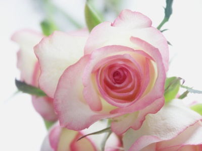 Flores lindas para Papel de parede rosa branca 