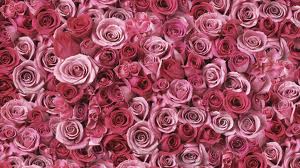 Flores lindas rosas Queimadas