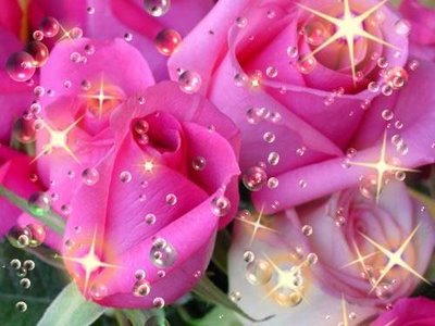 Flores lindas rosas Brilho