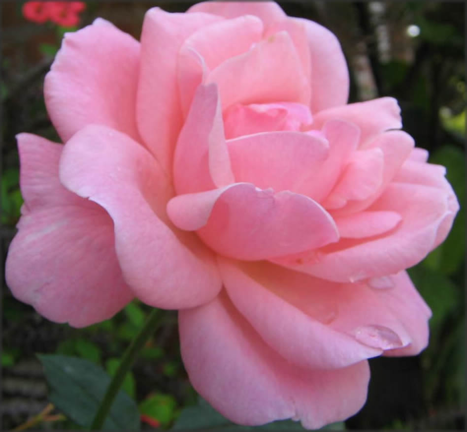 Flores lindas rosas Claras