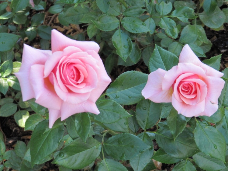 Flores lindas rosas Clarinhas