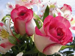 Flores lindas rosas Degradê
