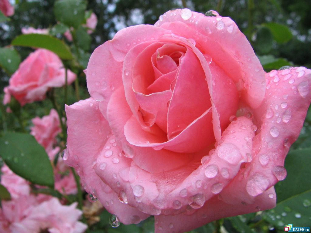 Flores lindas rosas Gotas de água