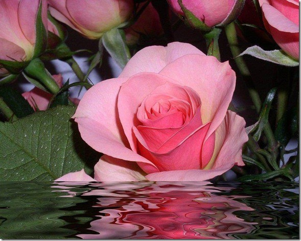 Flores lindas rosas na água