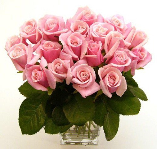 Flores lindas rosas no Vaso