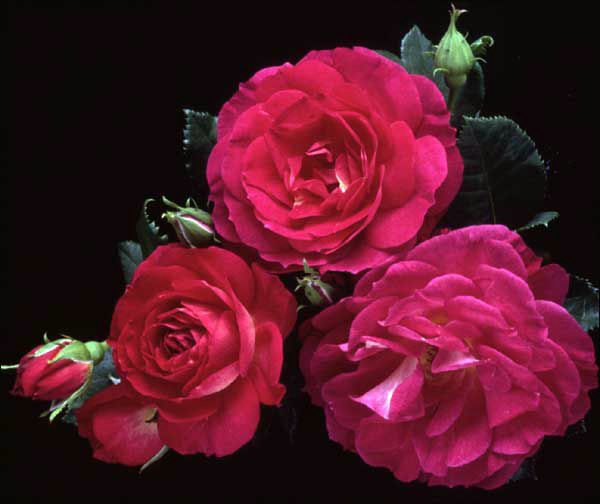 Flores lindas rosas Pink