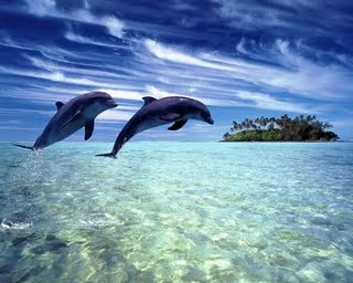 Fotos de Lindas paisagens naturais Golfinho saltando