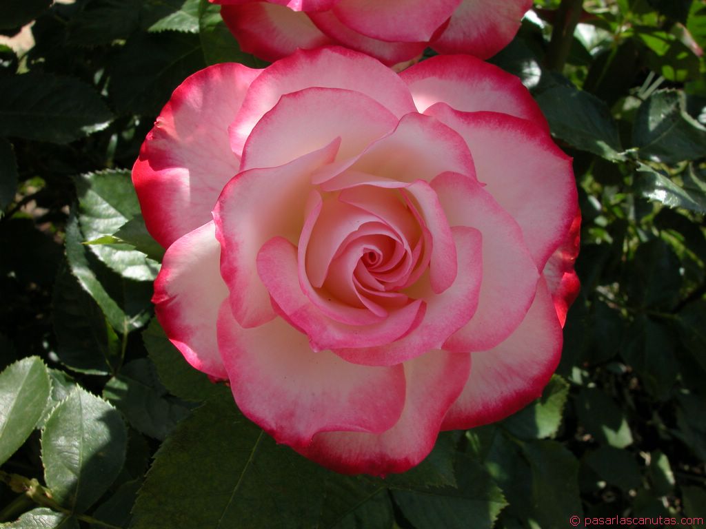 Imagens de flores rosas e fotos de flores rosas com detalhes brancos 