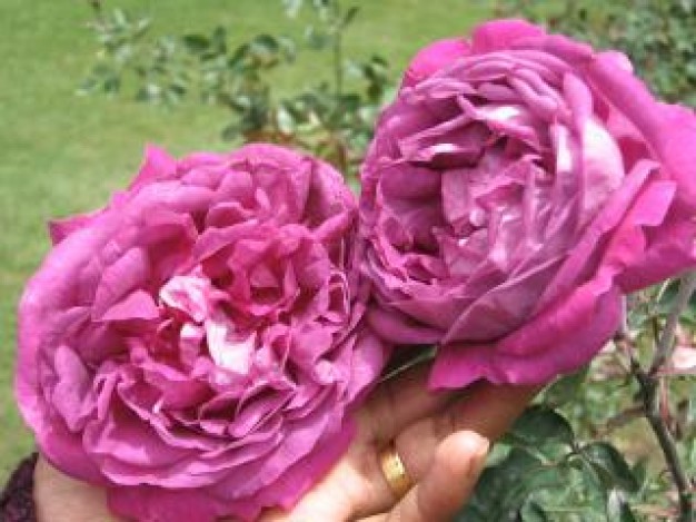Imagens de flores rosas e fotos de flores rosas detalhadas 