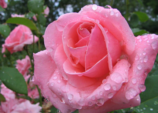Imagens de flores rosas e fotos de flores rosas molhadas 