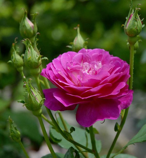 Imagens de flores rosas e fotos de flores rosas Roxa 