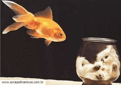Imagens engraçãdas e fotos engraçadas a vingança do peixe 