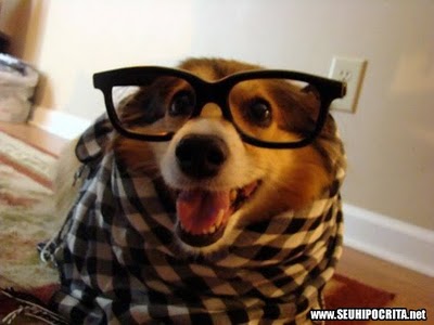 Imagens engraçadas e fotos engraçadas cachorro de óculos 