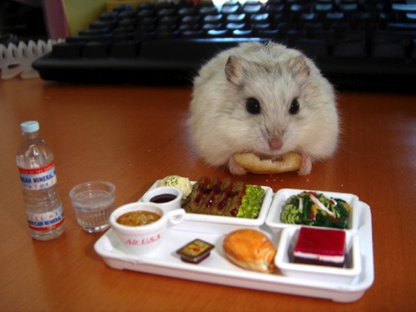Imagens engraçadas e fotos engraçadas ratinho fazendo a refeição 