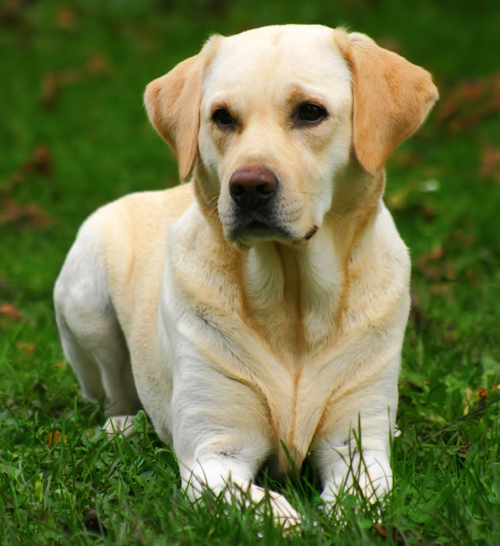 Raças de cães labrador - Amarelo 