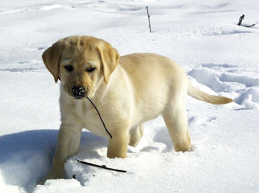 Raças de cães labrador - Andando na neve 