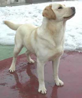 Raças de cães labrador - Branco 