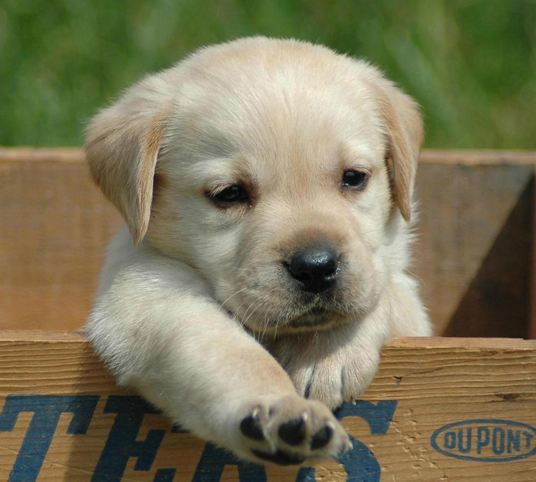 Raças de cães labrador - Filhote 