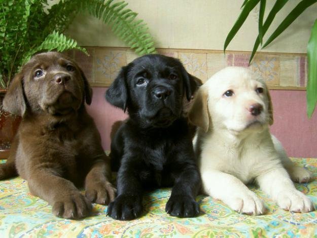 Raças de cães labrador - Marron, preto e branco 