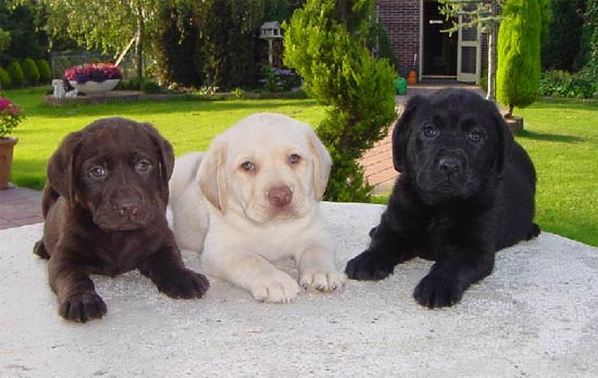 Raças de cães labrador - Preto, branco e marron