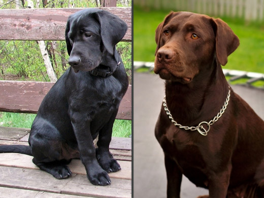 Raças de cães labrador - Preto e marron