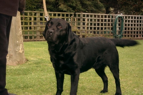 Raças de cães labrador - Preto 