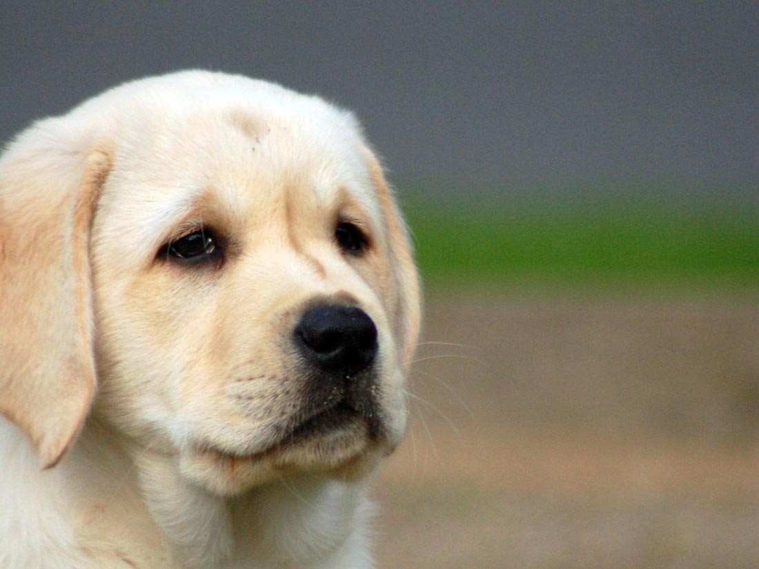 Raças de cães labrador - Um bom companheiro 