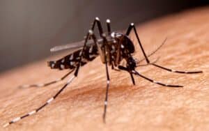 semana-de-mobilizacao-contra-a-dengue